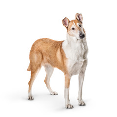 Smooth collie isolated on a white background - obrazy, fototapety, plakaty