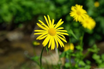 Doronicum, genus of flowering plants in the sunflower family