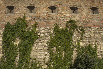 Green grapes on an old wall