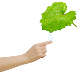  drop of dew falls from a leaf on a hand