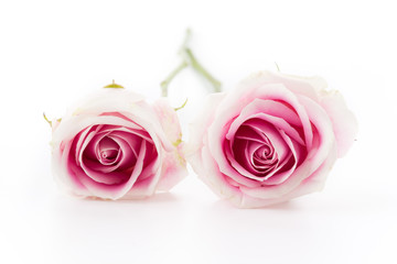 white and pink rose isolated on white background