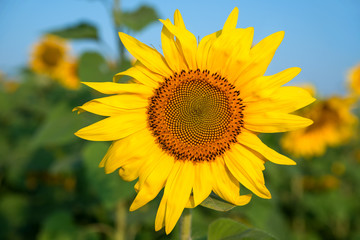 Sunflower field under blue sky