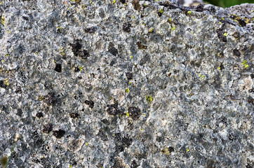 Light shining to Moss on the rock