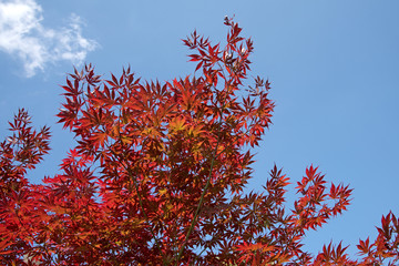 Japanischer Fächerahorn