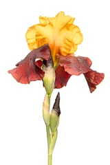 Fotobehang gele en paarse irisbloem geïsoleerd op een witte achtergrond © elen31