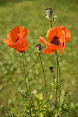 Corn Poppy Flowers Papaver rhoeas in Spring