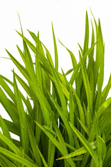 Fototapeta premium blade of grass on white background