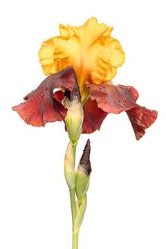 yellow and purple iris flower isolated on white background