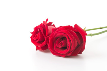 red rose isolated on white background