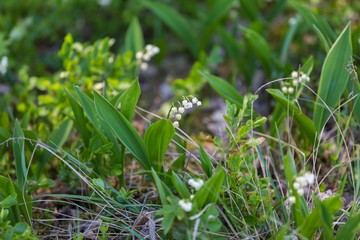 Wild lily of the valley flowers