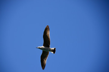 fliegende moeve und blauer himmel