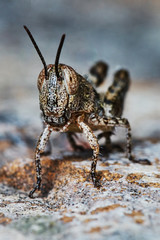 Small locust larvae in the summer garden
