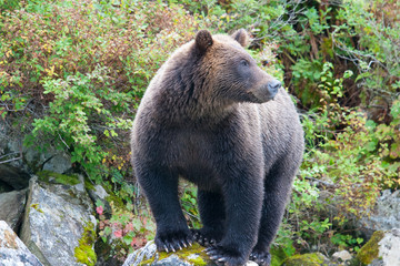 portrait of an alaskan grizzly bear