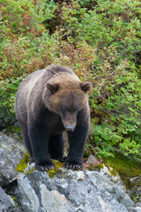 alaskan grizzly bear staring intently over rocks