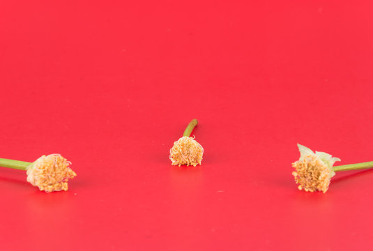 rose pollen on red background