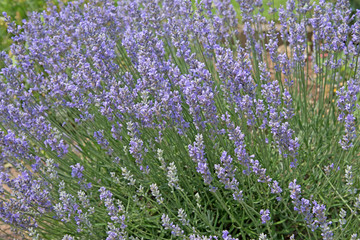 Obraz premium Echter Lavendel