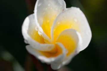White plumeria flowers