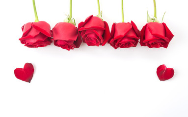 Fototapeta na wymiar red rose isolated on white background