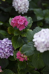 Hydrangea macrophylla