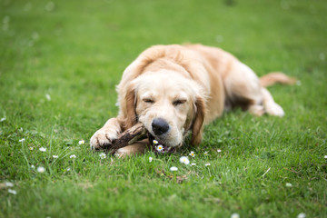 Golden Retriever Puppy