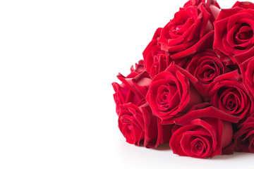 red rose isolated on white background