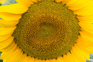 Fiore di girasole