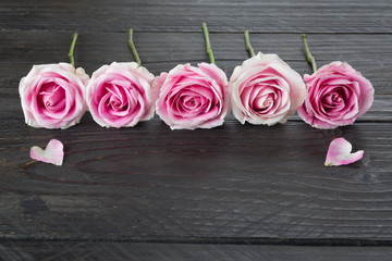 white and pink rose on wood background