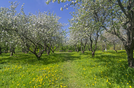 The path in an old abandoned apple orchard during flowering.