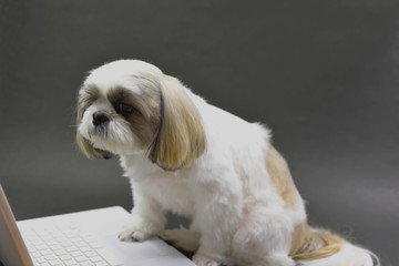 パソコンと愛犬