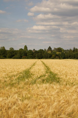 Obraz premium Landwirtschaft