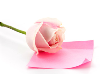white and pink rose with pink paper note