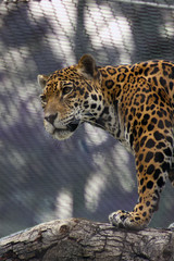 Jaguar in Captivity