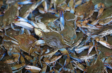 blue crabs © posh
