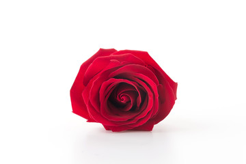 Fototapeta premium red rose isolated on white background