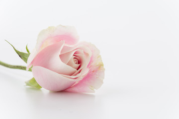 white and pink rose on white background