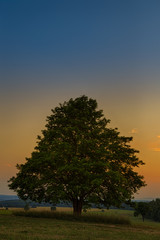 Baum im Sonnenuntergang