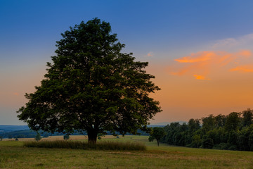 Baum im Sonnenuntergang