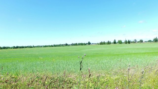 Slow flight over green field near forest in 4K