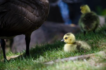 Newborn Gosling Staying Close to Mom
