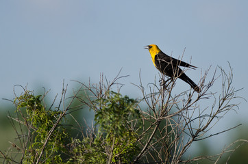 Fototapeta premium Yellow-Headed Blackbird Calling While Perched on a Bush