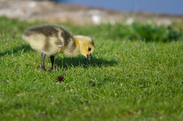 Adorable Little Gosling Looking for Food in the Grass