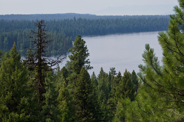 Mountain Lake Hidden Deep in the Pine Forest