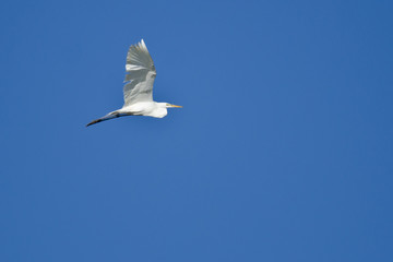 Great Egret Flying in a Blue Sky