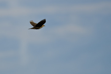 Female Red-Winged Blackbird Flying in a Blue Sky