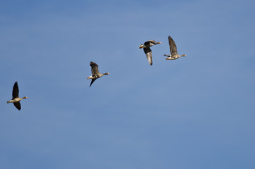 Flock of Greater White-Fronted Geese Flying in a Blue Sky
