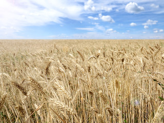 wheat field