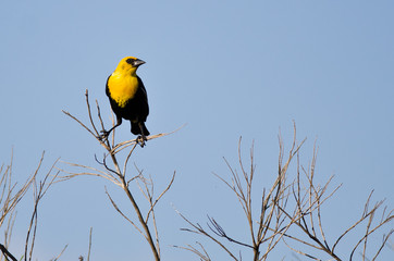 Yellow-Headed Blackbird Perched on a Bush