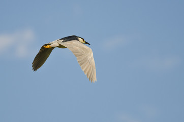 Black-Crowned Night-Heron Flying in a Blue Sky