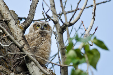 Young Owlet Scanning Across the Tree Tops