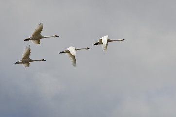 Four Tundra Swans Flying in a Cloudy Sky